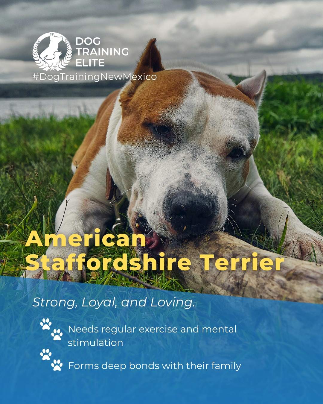 The American Staffordshire Terrier is a confident, energetic dog with a strong drive for play and companionship. With proper training and socialization, they become loyal, trustworthy, and well-mannered family members.

Fun Fact: Despite their muscular build, AmStaffs are known for their gentle and loving nature with those they trust.

Dog Training Elite New Mexico can help you guide your AmStaff into becoming a confident, obedient, and happy companion. 

🐾 Make better behavior your first win of the year. Book your free in-home evaluation and see why Albuquerque and Rio Rancho dog owners choose Dog Training Elite for real, lasting results.
 📍 https://maps.app.goo.gl/iipdsxXWWx3dKN5Y9




