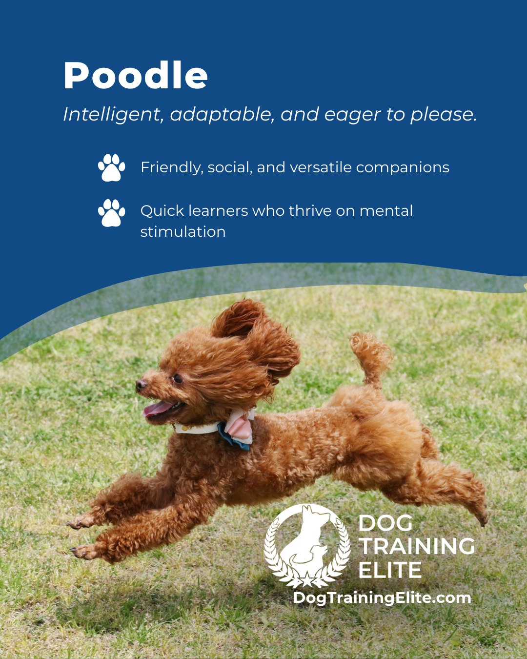 Poodles aren’t just stylish, they’re brilliant problem solvers and highly trainable. Their intelligence and eagerness to engage make them ideal candidates for obedience training, service work, and active family life. With balanced guidance, they develop focus, confidence, and a strong bond with their handler.

🎁 Ready to unwrap the gift of a well-behaved dog? Schedule your free in-home evaluation and discover why Northeast Heights and Nob Hill families rely on Dog Training Elite, through the holidays and beyond.
 📍 https://maps.app.goo.gl/iipdsxXWWx3dKN5Y9




