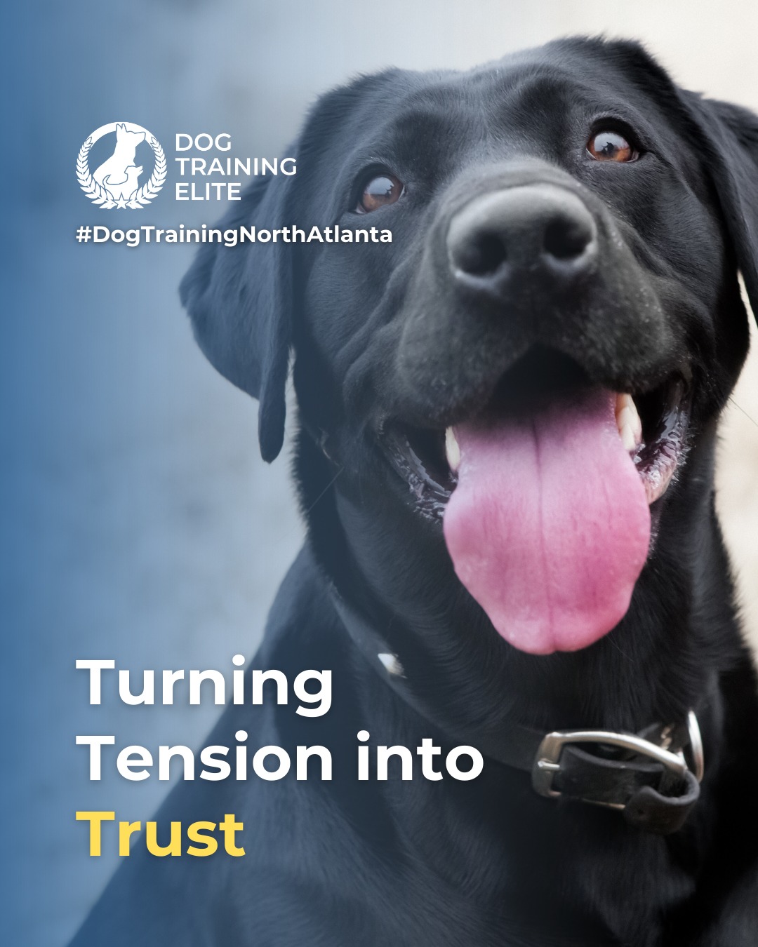 Aggression and anxiety are often linked, but they can be managed with structured, balanced training at Dog Training Elite North Atlanta. 

Our approach helps dogs feel safe, confident, and responsive in challenging situations:
🐾 Understand triggers &ndash; Identify what causes fear or aggression
 🐾 Teach alternative responses &ndash; Replace fight or flight with calm choices
 🐾 Build confidence &ndash; Structured exercises for focus and composure
 🐾 Strengthen your bond &ndash; Consistency and trust keep your dog secure

Balanced training empowers dogs to navigate their environment safely, giving owners peace of mind and dogs a happier, calmer life.

🎯 Warm up your winter with a well-trained pup. Schedule your free in-home evaluation and see why families in Roswell, Marietta, and surrounding areas trust Dog Training Elite for results that last through every season.
 📍 https://maps.app.goo.gl/GXTwtGnXYGwMTwM1A

 
