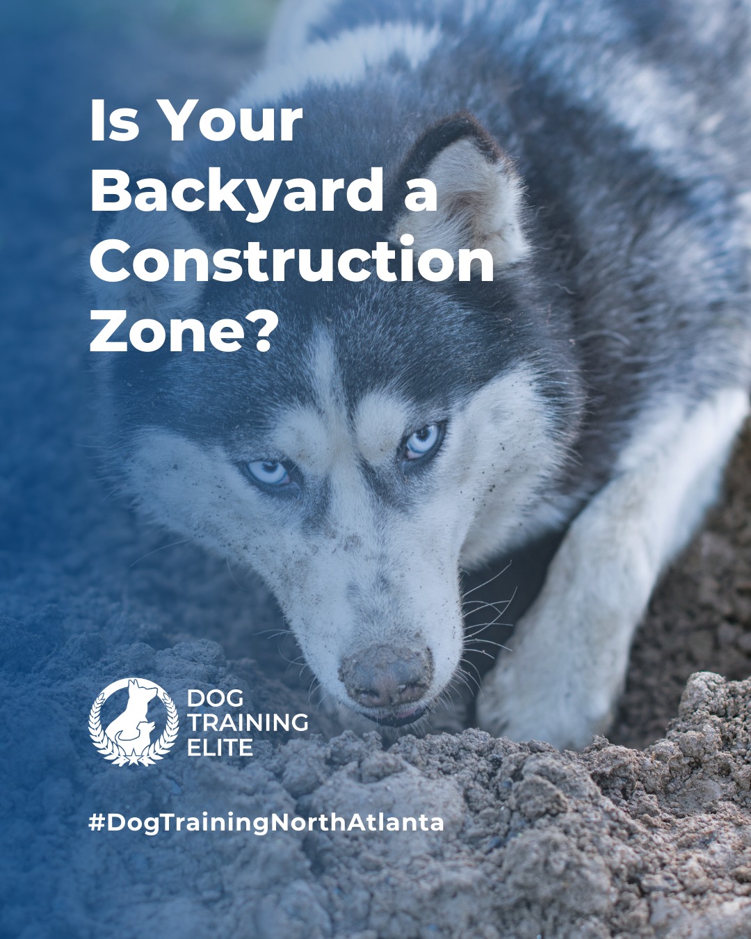 Is your backyard a construction zone?

Digging is more than just dirt, it’s a sign your dog needs structure, stimulation, or sometimes just clearer communication.

At Dog Training Elite North Atlanta, we help channel that energy into obedience, confidence, and calm behavior. Whether it’s digging, jumping, barking, or pulling, we train dogs and their humans for lasting results.

From in-home training in Midtown Atlanta to group classes near Chamblee/Dunwoody, we’re here to help your dog put down the shovel and pick up new skills.

🐾 🐾 Schedule your free in-home evaluation today and see why families in Atlanta, Marietta and Roswell trust Dog Training Elite for real results.
📍 https://maps.app.goo.gl/GXTwtGnXYGwMTwM1A


 
 