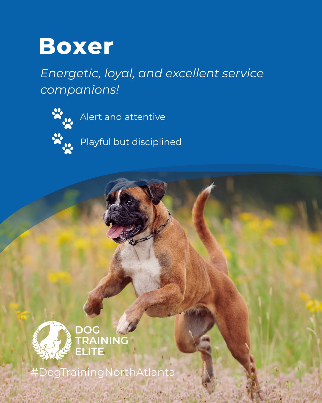 🐾 Breed of the Week: Boxer

Boxers are energetic, loyal, and make excellent service companions with proper training. Alert and attentive to their handler 👀 and playful but disciplined with guidance 🎾, they thrive when given consistent, balanced training.

At Dog Training Elite North Atlanta, we understand the unique personalities behind every dog. Our expert trainers use breed-informed strategies to create lasting results, building confidence, obedience, and strong bonds with your Boxer.

🎯 Ready for a happier, calmer pup? 🐾 Schedule your free in-home evaluation and see why neighbors across Roswell, Marietta, and Sandy Springs count on Dog Training Elite.


