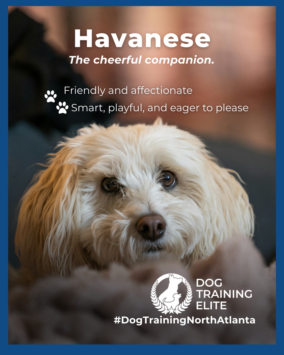 Havanese dogs are cheerful, intelligent, and thrive on human interaction. Their playful nature makes them wonderful family pets, but they benefit from consistent, balanced training to channel their energy into good habits. Early socialization and structured guidance help Havanese develop confidence, focus, and strong bonds with their owners.

📌 Whether it&rsquo;s leash manners, obedience, or service training, Dog Training Elite North Atlanta offers personalized programs near The Big Chicken and Truist Stadium, helping dogs shine all winter long. Cozy season, confident pups. ✨
 📍 https://maps.app.goo.gl/GXTwtGnXYGwMTwM1A


