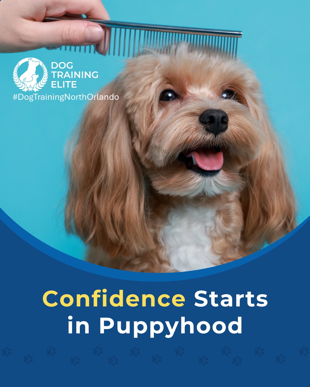 Did you know that early puppy socialization shapes how your dog sees the world for the rest of their life? Puppies who experience new sights, sounds, surfaces, and friendly interactions early on are far more likely to grow into confident, calm, well-adjusted adults.

Thoughtful socialization can help prevent issues like fear, reactivity, and anxiety later in life. That&rsquo;s why puppy training at Dog Training Elite North Orlando focuses on safe exposure, guided structure, and teaching your pup how to navigate new environments with ease.

🐶 From basic obedience to advanced service dog training, Dog Training Elite North Orlando helps dogs near Maitland build better behavior and stronger bonds this season. 🐾
 📍 https://maps.app.goo.gl/ppJCTnWuEJJonM3y8


