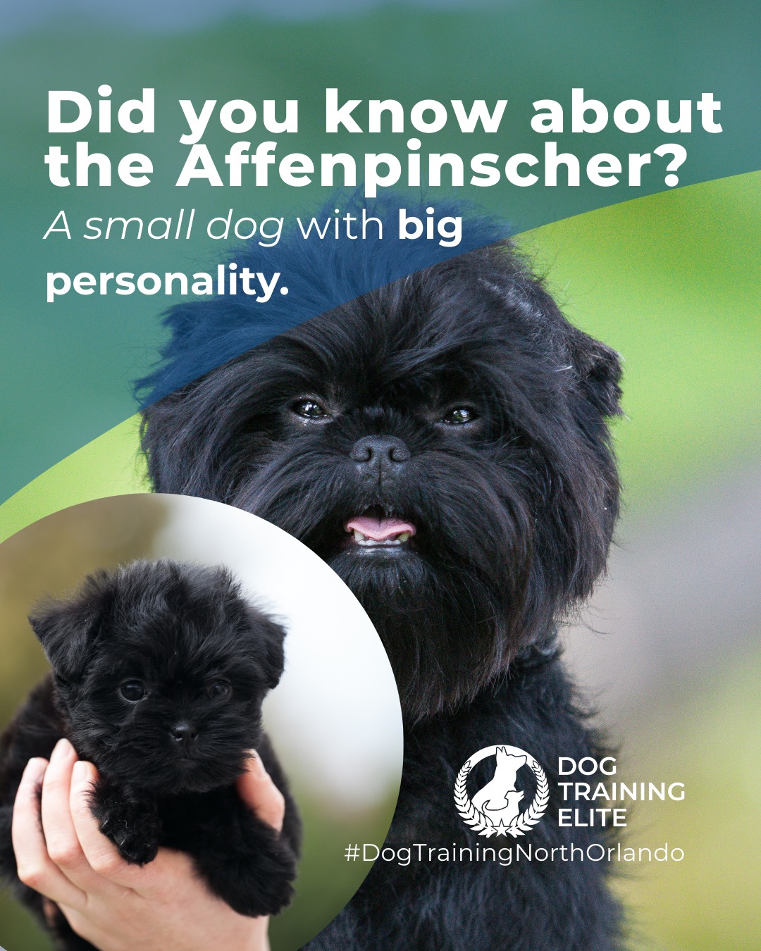 Affenpinschers are fearless little explorers with a strong prey drive. Early socialization and structured training help channel their energy into positive behaviors. Mental games and interactive play keep them engaged and confident.

🐾 From basic obedience to advanced service dog training, Dog Training Elite North Orlando helps dogs near Maitland build better behavior and stronger bonds this season. 🐾
 📍 https://maps.app.goo.gl/ppJCTnWuEJJonM3y8


