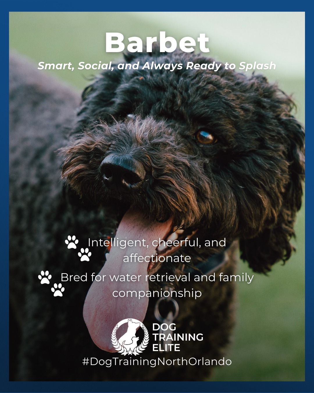 Meet the Barbet, a rare and versatile breed known for its joyful personality and love for water. With a balanced prey and play drive, Barbets thrive when their minds and bodies are both engaged.

Originally bred as water retrievers, they excel in obedience, agility, and outdoor adventures. Their affectionate nature makes them devoted family companions who love being part of the action.

Consistent, confidence-building training helps channel their enthusiasm into focus and reliability, whether they&rsquo;re at home or by the water.

🐾 Make better behavior your first win of the year. Book your free in-home evaluation and see why Winter Park and Maitland dog owners choose Dog Training Elite for real, lasting results.
 📍 https://maps.app.goo.gl/ppJCTnWuEJJonM3y8


