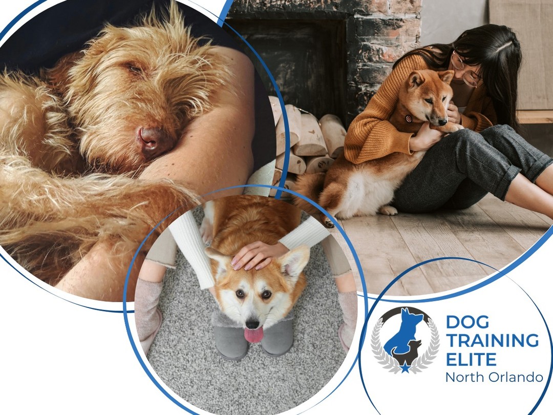 PTSD Service Dog Training That Makes a Difference 💙

At Dog Training Elite North Orlando, we train PTSD service dogs to help support individuals dealing with anxiety, depression, panic attacks, and related challenges. Our programs are designed to improve daily life by teaching dogs practical tasks that provide comfort, stability, and confidence.

PTSD service dogs learn skills such as deep pressure therapy, nightmare interruption, and room checks to help handlers feel safer and more at ease. Training is personalized and typically completed within 3&ndash;8 months, depending on the dog and goals.
We proudly serve families in Winter Park, Maitland, Orlando, and surrounding areas.

Discover how a professionally trained service dog can make a meaningful difference in your life. Contact us today to learn more.