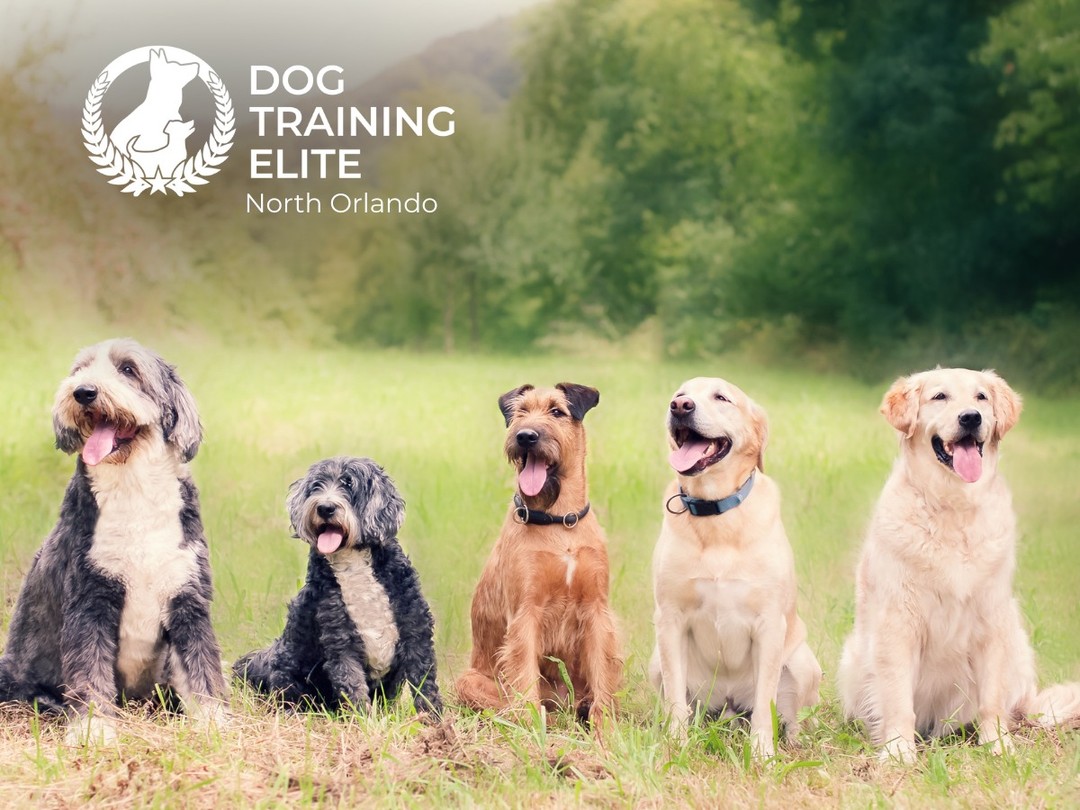 AKC Canine Good Citizen&reg; Prep Training

Want to help your dog earn their AKC Canine Good Citizen certification? Dog Training Elite North Orlando offers CGC prep training to build polite manners, focus, and reliable obedience in public settings.

Dogs work on calm greetings, leash skills, and dependable recall, key behaviors needed to pass the CGC test and succeed in everyday life. Training is practical, real-world focused, and tailored to your dog&rsquo;s needs.

We serve families in Winter Park, Maitland, Orlando, and nearby areas.

Schedule your free in-home evaluation today and get your dog ready for the AKC CGC test with confidence.