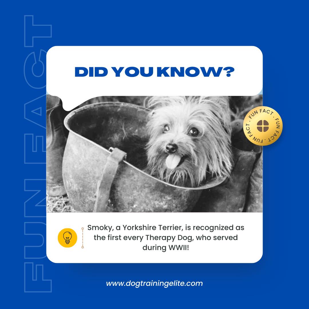 Therapy dogs are the unsung heroes of our community, spreading love and comfort to those who need it most! From hospitals & nursing homes to the front lines, these four-legged angels bring joy and healing to countless lives. 🏥🤗 Their wagging tails and unconditional love make a positive impact, proving that sometimes, the best medicine has fur and a heart full of compassion. 🌟