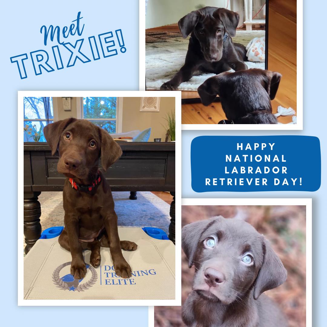 In honor of National Labrador Retriever Day, we introduce to you, Trixie, our newest team member and star employee 🤩  Trixie teams up with our trainers to demonstrate the successful results of our training programs, highlighting the effectiveness of our techniques in transforming dogs into well-behaved companions! 