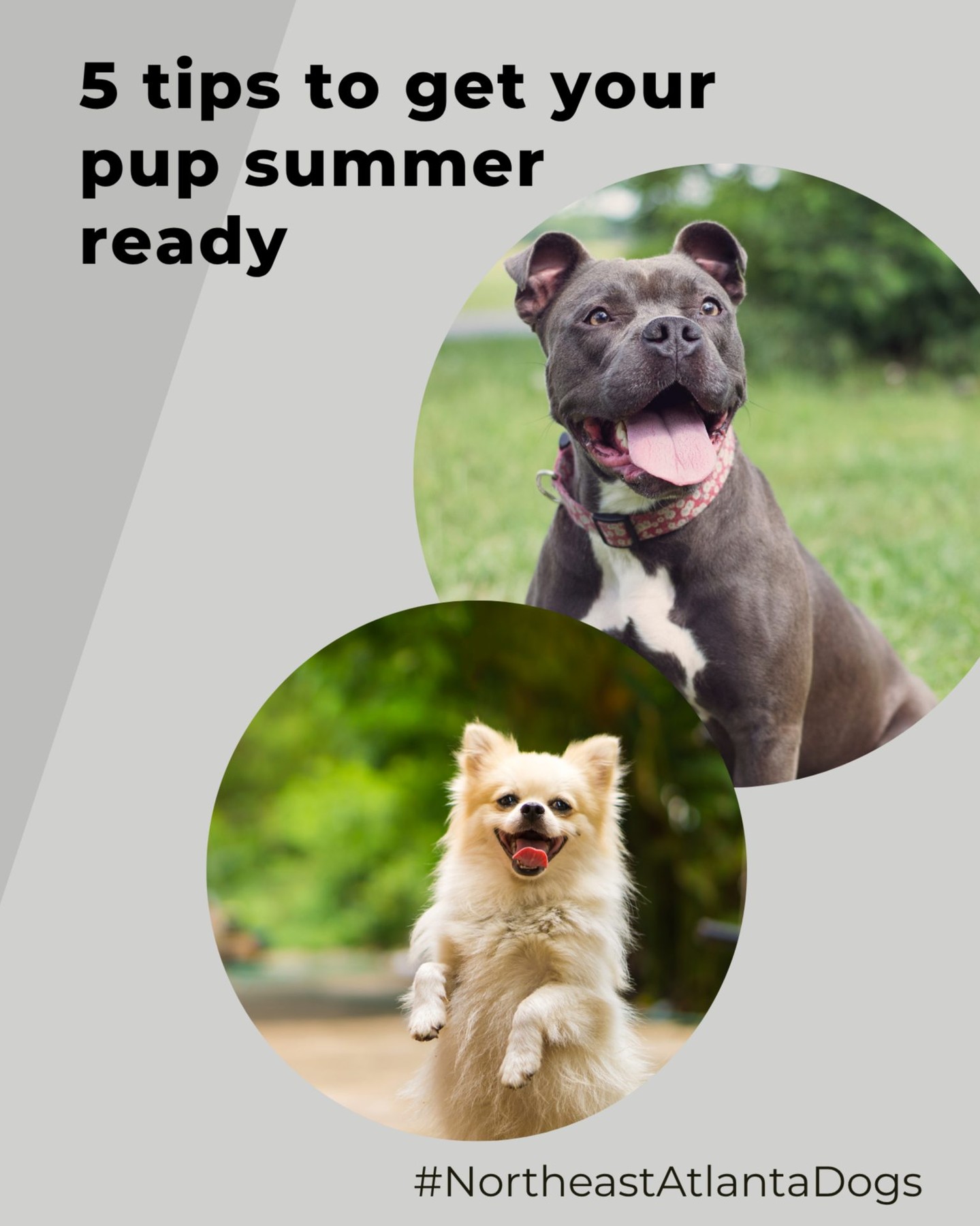 Hot dog days are here, Northeast Atlanta! ☀️🐾

 Keep your pup cool, safe, and happy this summer with these quick tips:

💧 Hydrate often—especially on walks in Woodstock or Cumming
🌅 Exercise early or late to beat the heat
🧼 Brush regularly (no shaving!) to manage thick coats
🔥 Stick to grass in Alpharetta and Duluth—pavement gets hot!
🛑 Don’t forget flea & tick prevention for outdoor fun

Serving pups across Johns Creek, Forsyth County, and beyond with in-home training that works - rain or shine.