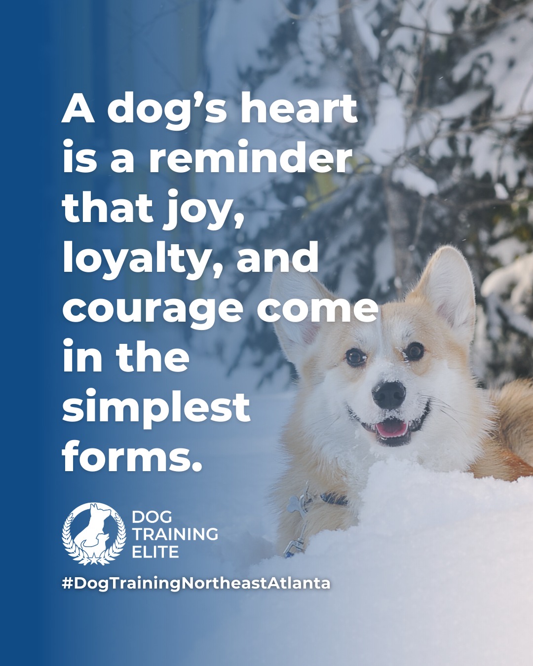 Dogs show us what it means to live fully in the moment. With patience, consistency, and clear guidance, their natural curiosity and loyalty can be shaped into focus, confidence, and cooperation. 

Every wag, nuzzle, and playful leap is a reminder that balanced training isn’t just about commands, it’s about building trust, understanding, and a stronger bond every day. 🐾

🎯 From basic obedience to advanced service dog training, Dog Training Elite Northeast Atlanta helps dogs near Woodstock build better behavior and stronger bonds this season. 🐾
 📍 https://maps.app.goo.gl/R7TD2csm9eBgvCdU9



