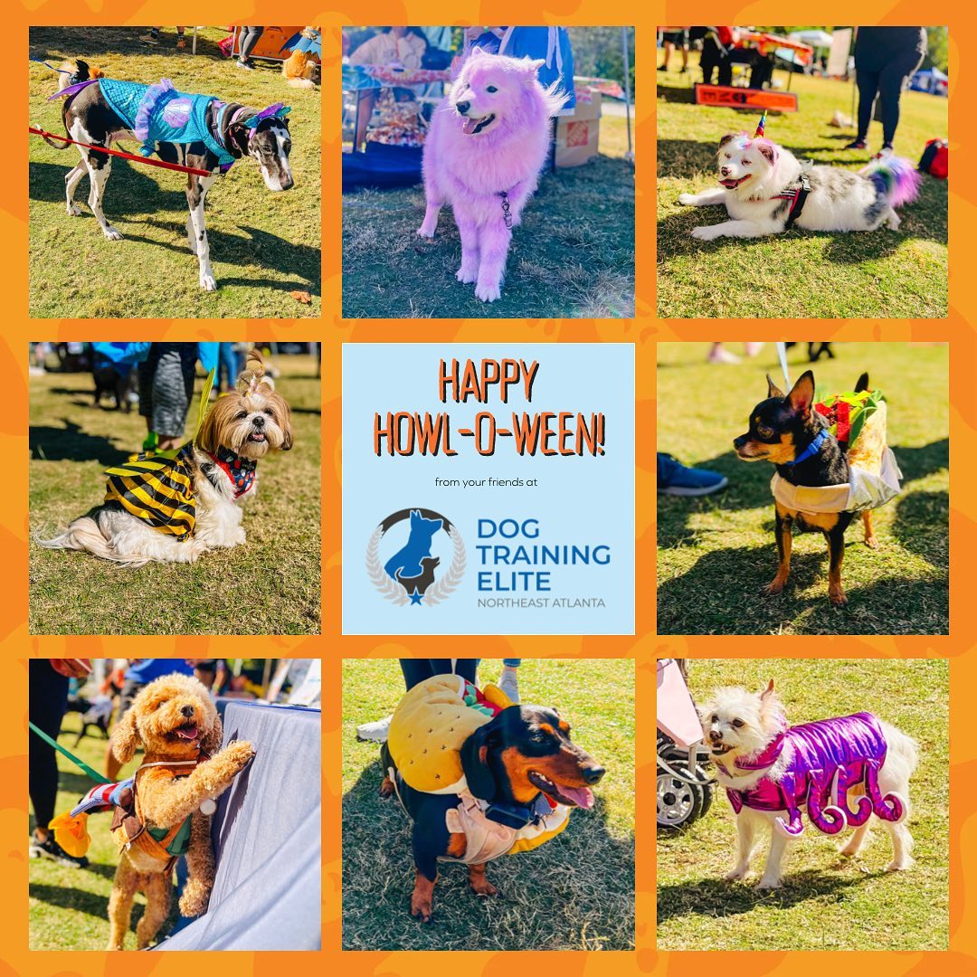 🎃🐶 Happy Halloween from DTE! 🕷️🐾 May your day be filled with spooky fun, treats, and wagging tails. Wishing you and your four-legged friends a paw-sitively fantastic Halloween! 🧡👻🎉 We also want to give a shot out to Rescue Dog Games for hosting an awesome Howl-O-Ween festival in support of Atlanta Metro Rescues!
.
.
.
.
