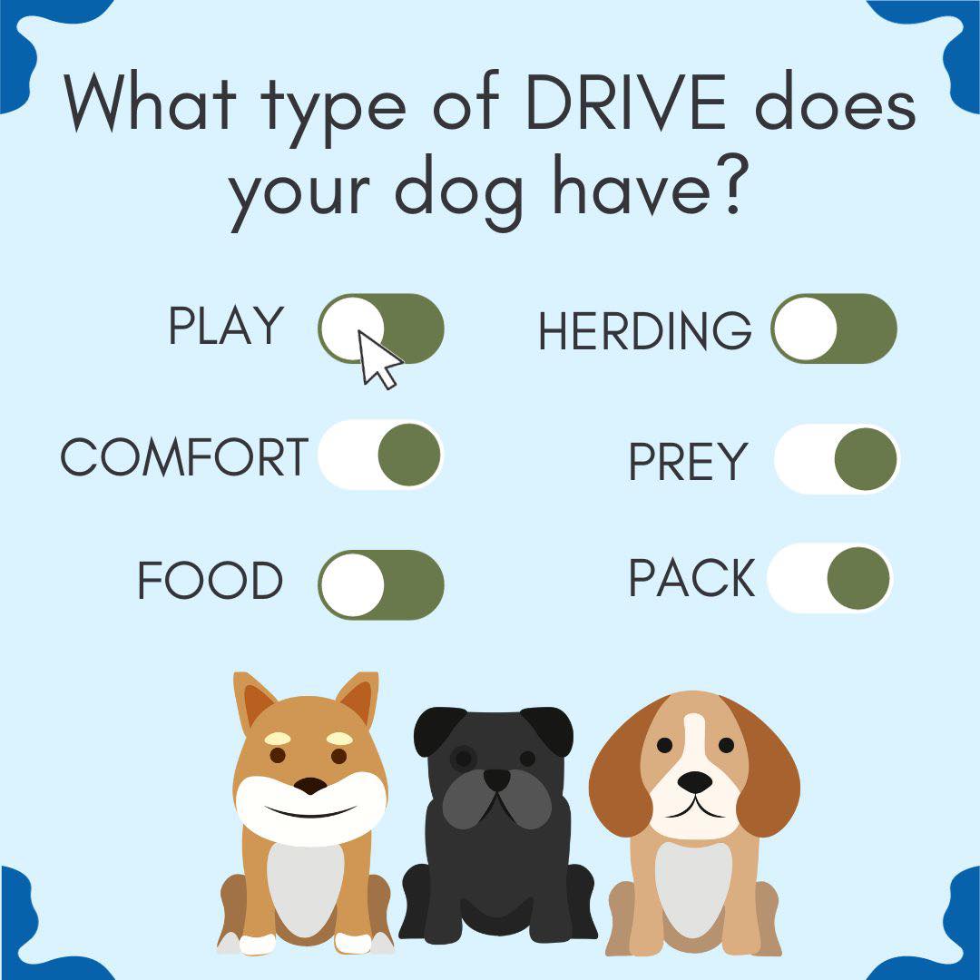 At Dog Training Elite, no dog&rsquo;s training looks identical. Understanding your dog's motivations is key to effective obedience training. By identifying what drives your dog &ndash; whether it's treats, praise, or play &ndash; we utilize this information to tailor our training methods to meet the needs of our clients & their fur babies! This personalized approach is just one of many ways our programs strengthen the bond between you and your furry friend, fostering trust and cooperation. It also enhances communication, as you learn to interpret your dog's signals and respond appropriately!