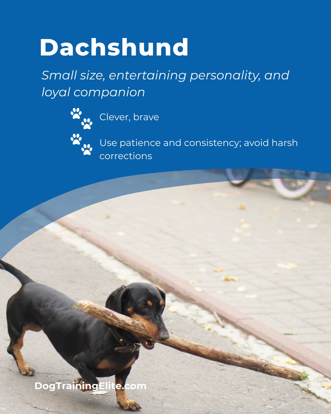 🐾 Breed of the Week: The Mighty Dachshund

Don’t let the short legs fool you. Dachshunds are clever,
confident, and endlessly entertaining. Their loyalty runs
deep, but so does their stubborn streak, which is why
patience and consistent training are key.

At Dog Training Elite Northeast Atlanta, your locally
owned and operated training team understands the
unique personalities behind every pup. Whether your
Doxie rules the house in Suwanee Town Square, barks at
squirrels in Newtown Park, or pulls like a sled dog
through Woodstock, we’ve got you covered.

Our expert trainers, like Mike & Gosia, use balanced
training and breed-informed strategies to create lasting
results for families across Cumming and Suwanee.

📍 https://maps.app.goo.gl/R7TD2csm9eBgvCdU9

 🎯 From basic obedience and leash manners to
advanced service dog training, Dog Training Elite
Northeast Atlanta provides professional in-home dog
training that helps dogs across Atlanta suburbs become
their best selves—right in your backyard. 🐾🏡






