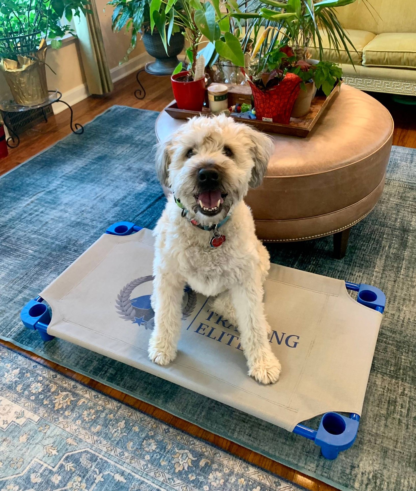 Our approach is balanced training, utilizing a variety of techniques. Discover how our training programs can benefit you and your furry friend here in Northeast Ohio! With exciting dog obedience classes and helpful guidance for those searching for behavior modification, basic or advanced obedience training, Dog Training Elite covers it all. We balanced trainers that emphasizes positive reinforcement as part of our strategy. Positive reinforcement is one of several techniques we apply. From service dog training that assists mobility needs to in-home dog training tailored to your community&rsquo;s streets and parks&mdash;we've got it covered. Wherever you are across Mayfield Village, Chagrin Falls, or Solon, our expert team is ready to empower you and your dog with quality training. Come visit us and see how we bring out the best in every dog!