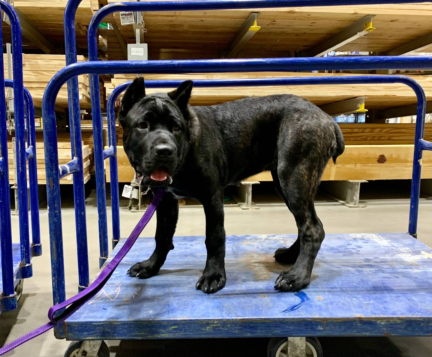 Busy public places are where training really shows. 🐕&zwj;🦺

At Dog Training Elite Northeast Ohio, we help dogs stay calm and focused around carts, crowds, and new smells using a balanced approach with clear structure and real enjoyment. As a professional dog trainer serving Mayfield Village, Shaker Heights, Pepper Pike, Willoughby, Chagrin Falls, Euclid, Cleveland Heights, Chardon, and Solon, we build reliable obedience that holds up away from home.

We use high repetitions so your dog truly understands the commands, not just in the living room. We teach: COME, SIT, DOWN, HEEL, PLACE, OFF, and QUIET, then proof those skills around real-world distractions.

Need more than basics? We also offer service dog training and aggressive dog training with customized plans and clear steps. 🦴

Send us a message to set up an assessment and choose the right training path for your dog.