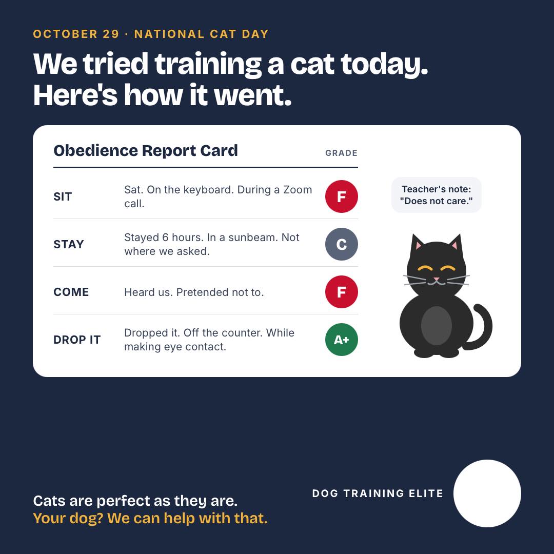 Happy National Cat Day! 🐱

In honor of the occasion, our trainers spent the morning working with a cat. Results are in. 📋

We've been training dogs for years. Turns out cats have been training us the whole time.

To all the cats out there: you're perfect, never change (you weren't going to anyway). 😼

To all the dogs: your owners know where to find us. 🐾






😁🐾