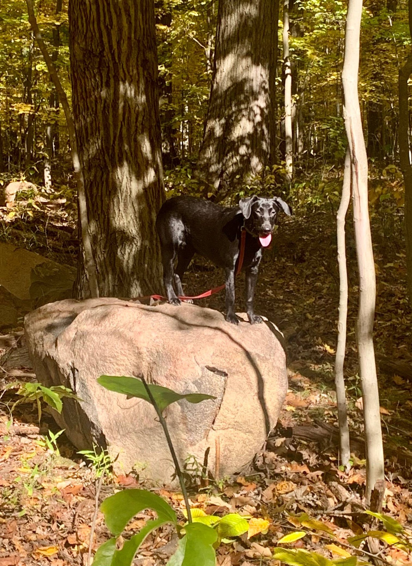 Confidence outdoors starts with solid obedience. 🐕🌳

At Dog Training Elite Northeast Ohio Facility, we&rsquo;re balanced trainers, so your dog gets clear structure and still has fun learning. As a professional dog trainer serving Mayfield Village, Shaker Heights, Pepper Pike, Willoughby, Chagrin Falls, Euclid, Cleveland Heights, Chardon, and Solon, we focus on real-life results you can use on walks, in parks, and at home.

We teach with high repetitions so the commands become second nature:
&bull; COME, SIT, DOWN, HEEL, PLACE, OFF, QUIET ✔

Need extra help? We also offer aggressive dog training for reactivity, barking, and impulse control, plus service dog training for PTSD and psychological support when you need reliable behavior in public. 🦮

If you want a training plan that fits your dog and your schedule, reach out to set up an assessment.