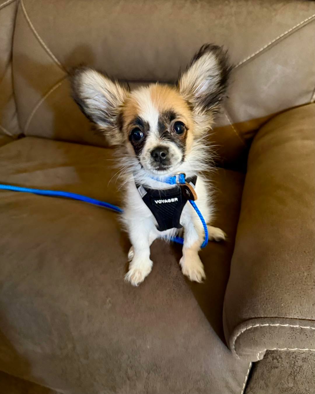 OMG&hellip; cuteness overload in a teeny tiny package!  Meet Phoebe, a darling  Papillon puppy.  The breed gets its name from its large butterfly-like ears (papillon is French for &lsquo;butterfly&rsquo;) Welcome to the pack, little one! 🥰🦋🐾

