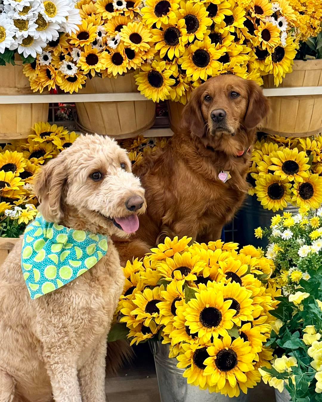 Happy Saturday!
Scooby and Rosie wish everyone a wonderful weekend!
🌻🌻🌻💙💙💙🌻🌻🌻