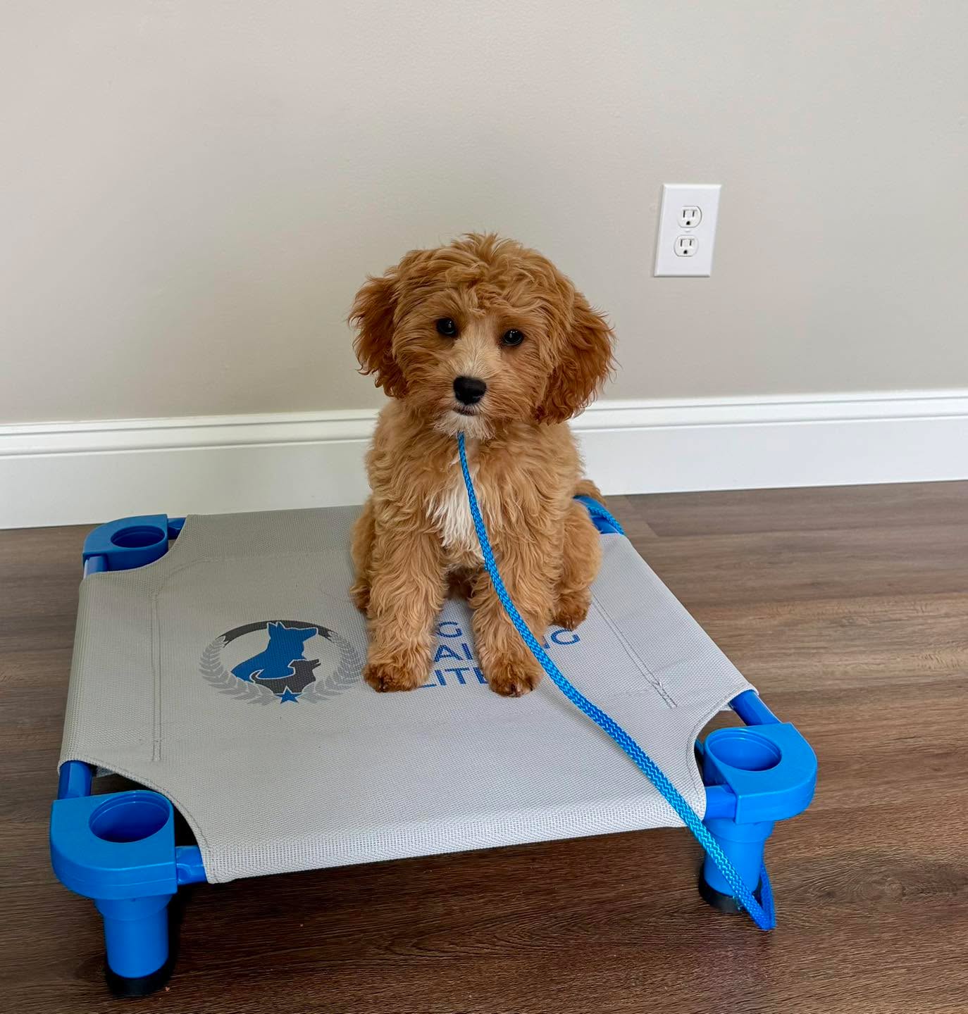 What a cutie&hellip;eh!? Charlie is learning PLACE!  This is such a useful command!

