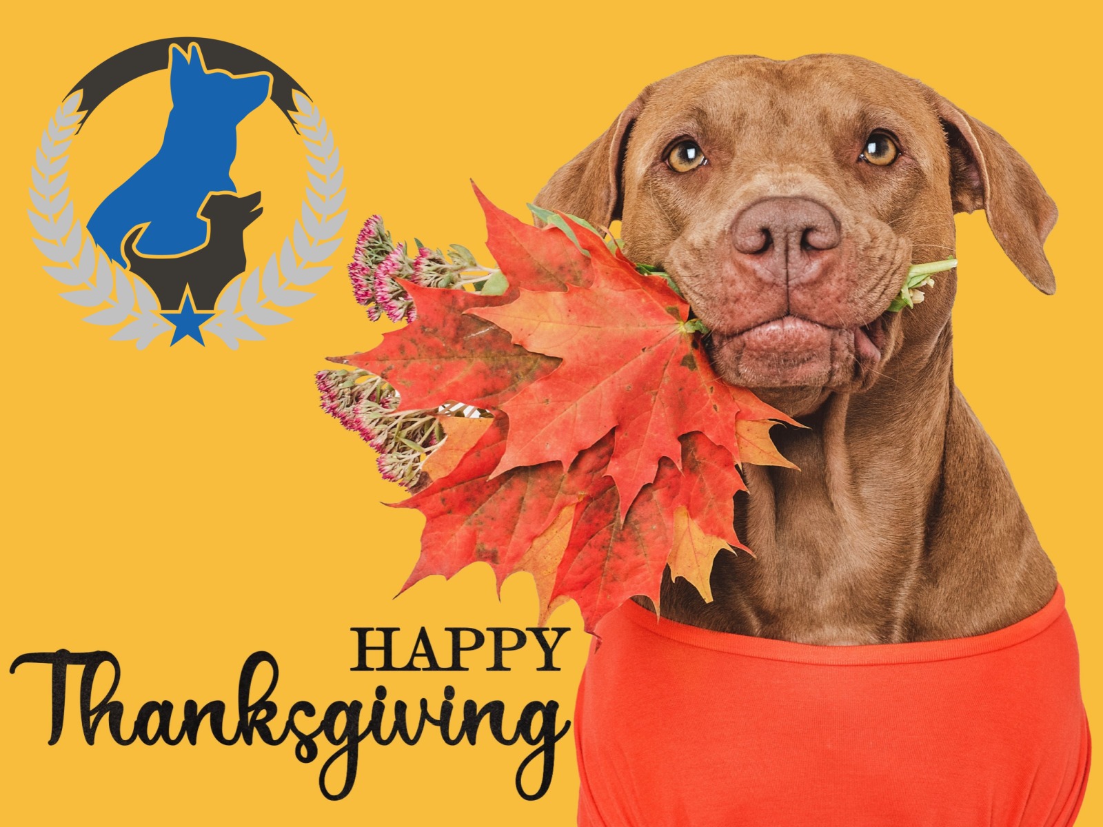Happy Thanksgiving!  We are truly thankful for our Pack Family and all of the communities that we serve.  Have a Blessed day!