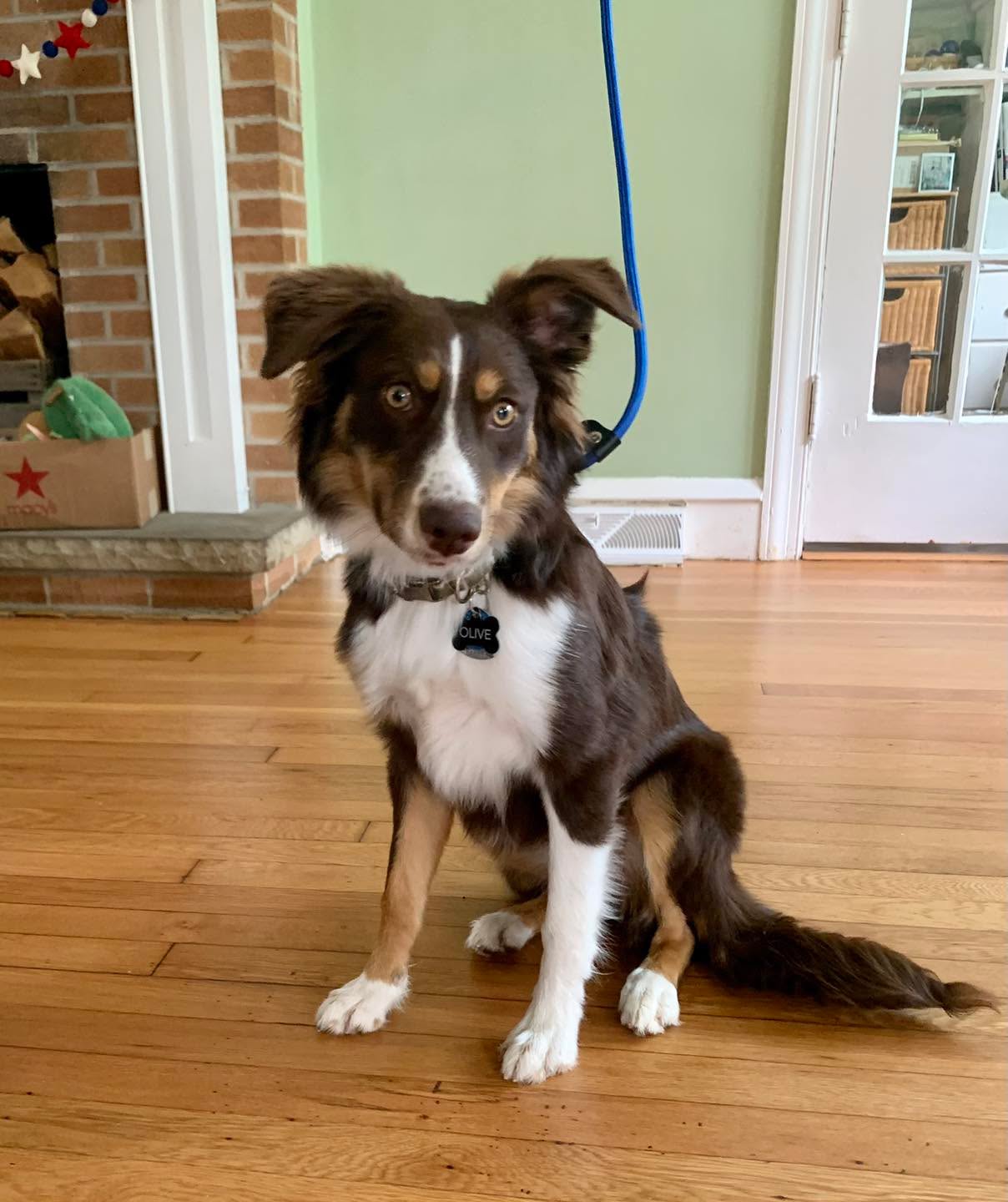 Welcome to the Pack Olive!!! She is off to a great start!!! Keep up the great work!