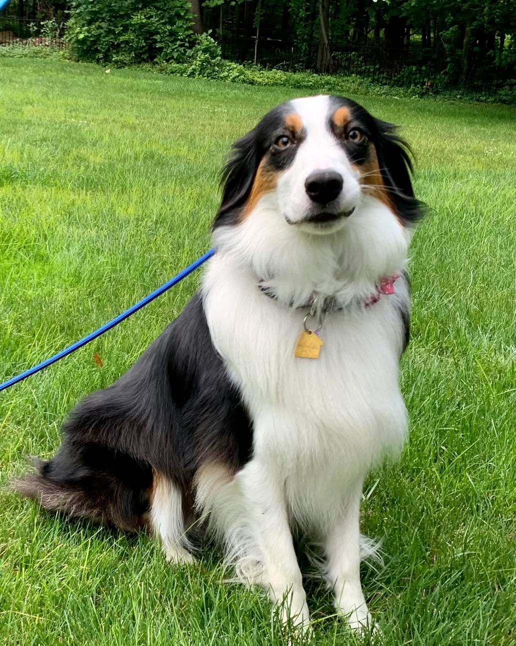 Welcome to the Pack Miss Rosie!  We look forward to helping you with your training!!!