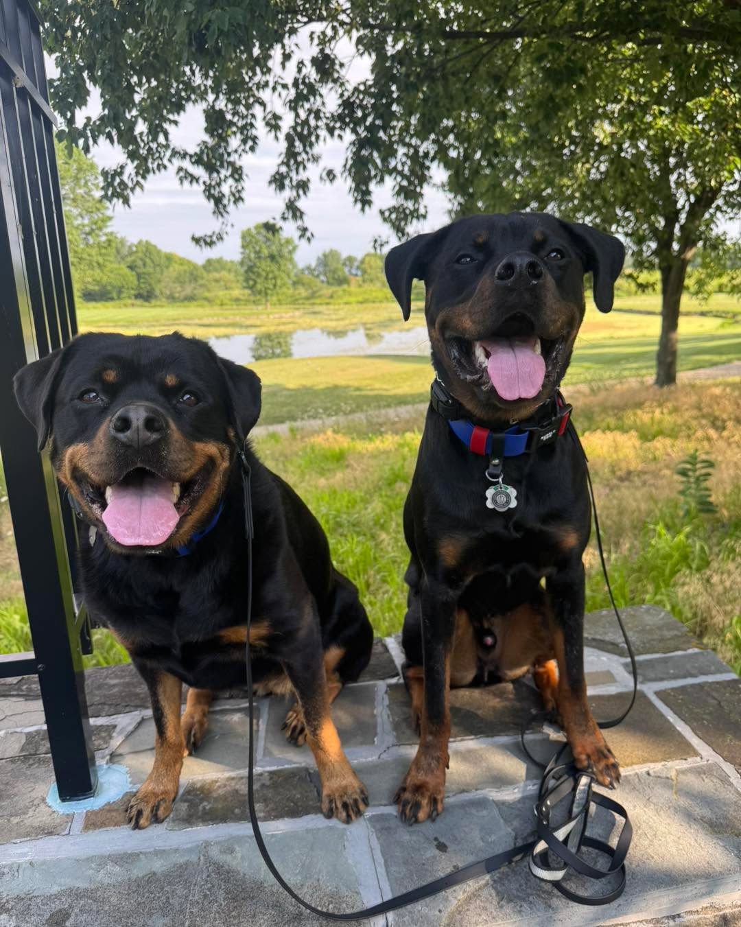 We got this from our resident Rotti&rsquo;s, Pipper and Tate&hellip;

&ldquo;HAPPY WEDNESDAY &ldquo;

&hellip;it made our HUMP day!!! 


