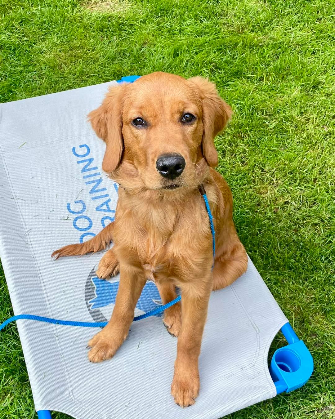 Frankly,  Miss Skarlett , you are adorable!  On her way to possible ESA or service dog for her owner, Joseph.  Skarlett is such a cutie!
