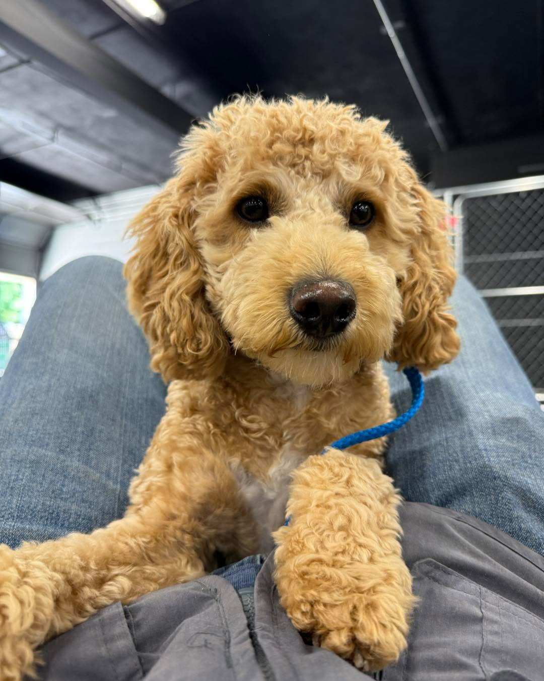 &ldquo;Hello! It&rsquo;s Tedddy&rsquo;s mom, Jeannine. I hope you&rsquo;re having a great Saturday! Teddy is doing SO WELL! We have taken two walks today, and he was like a completely different dog. We saw a few horses and even a dog off leash! He was perfect. 👏🏻 &ldquo;

A fantastic report from a client&hellip; Teddy is 5 days into our 10 day Elite Training Camp. He is such a smart dog and is learning quickly how to be the best boy he can be 🥰

