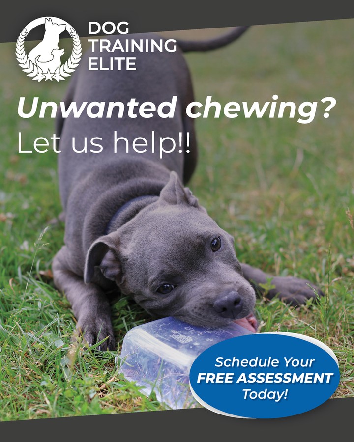 Chewing, grabbing, and ignoring you isn&rsquo;t &ldquo;just a phase.&rdquo; 🐶

At Dog Training Elite Northeast Ohio Facility, we help dogs build real impulse control with clear rules and plenty of praise. Our balanced training keeps it structured, but still fun, so your dog learns faster and you enjoy the process too.

We use high repetitions so commands become reliable at home and out in the community around Mayfield Village, Shaker Heights, Pepper Pike, Willoughby, Chagrin Falls, Euclid, Cleveland Heights, Chardon, and Solon. Need help fast? Ask about our mobile training that comes to you or our day camp style training. 

Core commands we teach:
&bull; Come, sit, down, heel 🦴
&bull; Place, off, quiet

Whether you need a professional dog trainer for manners, aggressive dog training, or service dog training, we&rsquo;ll build a plan that fits your dog and your goals. Schedule your free assessment today.
