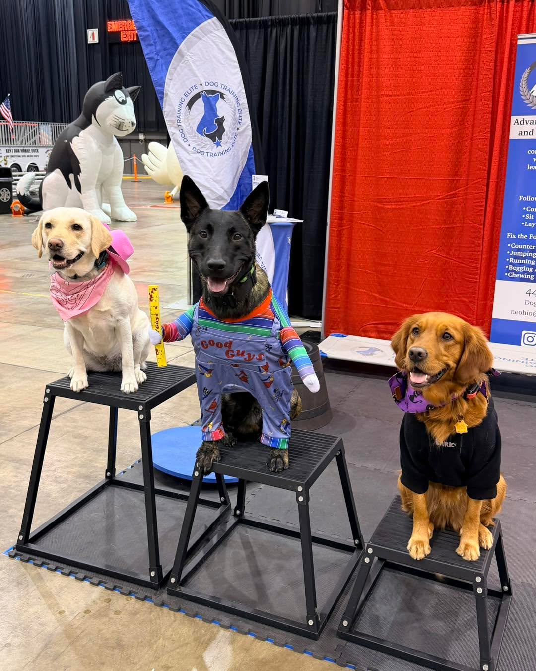 Minnie (the cowgirl),Trouble (Chucky), and Rosie (In her skeleton hoodie) all had a Happy Halloween! They did Tricks For Treats at the Cleveland All American Pet Expo all day yesterday. We’ll be there all day today and tomorrow, too! Come see us at booth 👻🦮🎃🐕‍🦺😈 