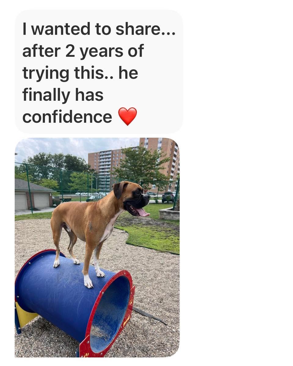 Feel Good Friday ~~~
We absolutely love when clients share their dogs’ success stories with us!  Good boy, Franklin! That’s the way to rock your confidence! 🥳🙌🏻🤩💪