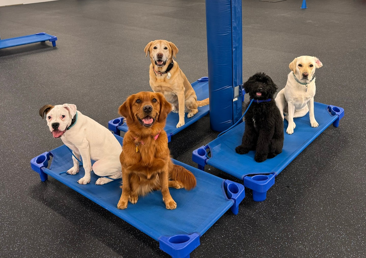 Need a dog who listens the first time, even with real-life distractions? 🐾 Dog Training Elite Northeast Ohio Facility helps families across Mayfield Village, Shaker Heights, Pepper Pike, Willoughby, Chagrin Falls, Euclid, Cleveland Heights, Chardon, and Solon build reliable obedience with a balanced plan that keeps training clear and fun.

As a professional dog trainer, we use high repetitions so your dog truly understands each cue, not just in the classroom but out on walks and around visitors. We can train at our facility, run a day-camp style program, or bring mobile training to you.

Core commands we teach:
&bull; COME, SIT, DOWN, HEEL
&bull; PLACE, OFF, QUIET 🦴

We also offer aggressive dog training and service dog training when you need more than the basics. Ready to get started? Reach out today to schedule your training plan.