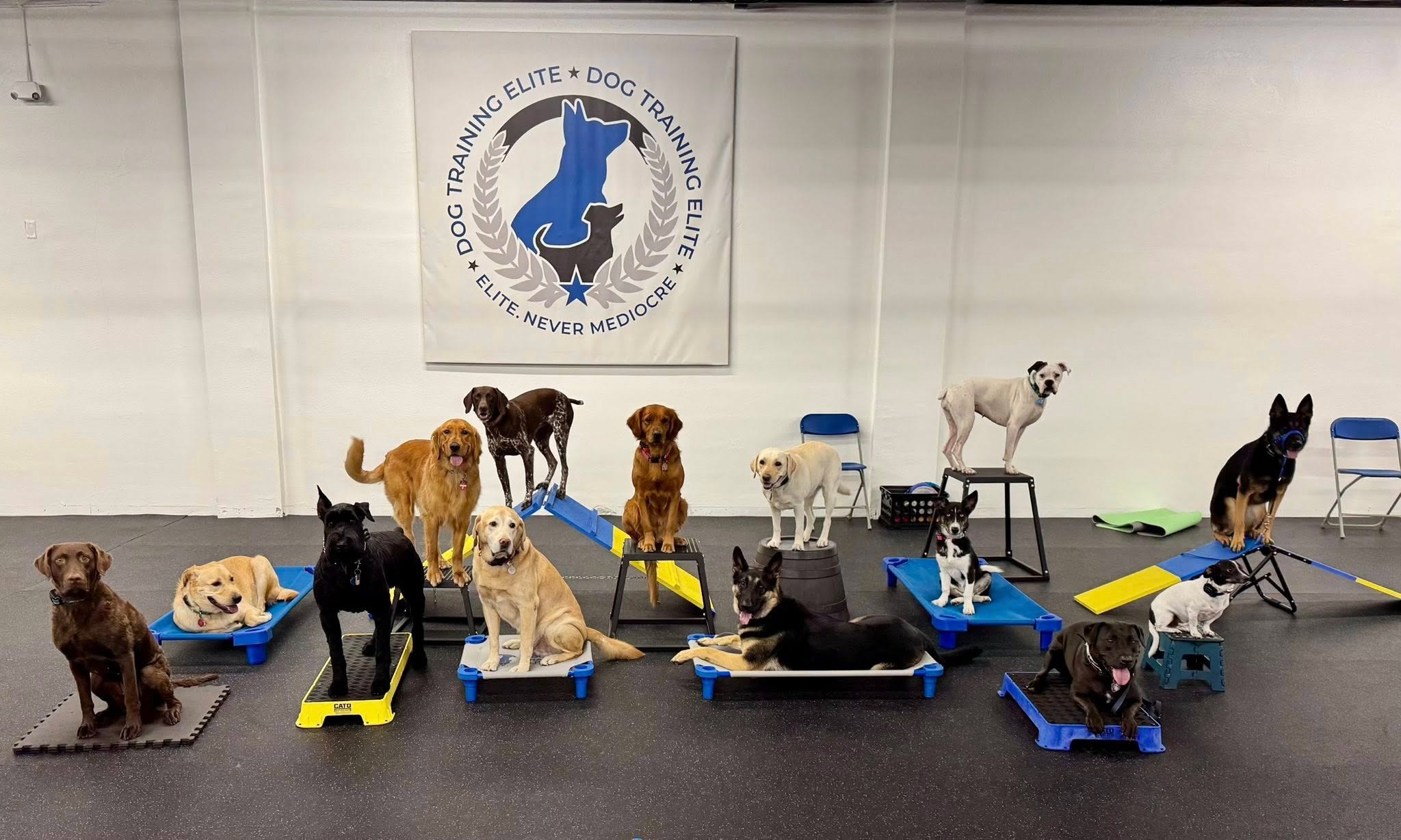 Demo Dogs of DTE!  Fourteen amazing dogs, all trained by talented DTE dogtrainers form across the USA. We all got together at our Highland Heights facility recently so we humans could do some training and learn some new things. 

We love our dogs and are so proud of them! They are service dogs, therapy dogs, ESAs. Some do competition work. All help us train our clients' dogs. We couldn't do what we do with out them. They are ELITE!! 💙🐾💙🐕‍🦺💙🦮💙🐾💙

 