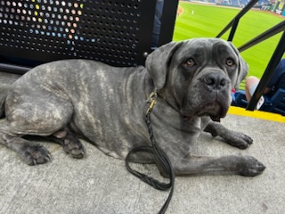 Just wanted to let you guys know we took Otto to Bark at the Park on Monday. He was nervous but did great! pretty much ignored the other dogs. Responded well to his collar and didn&rsquo;t pull on the leash at all. Very well behaved, all thanks to you guys!

We always love getting positive feedback from our clients!  Otto went through our Platinum Obedience back in 2024. Here he is enjoying a fun night out at the ballpark with his Mom and Dad.  Good boy, Otto!

 
