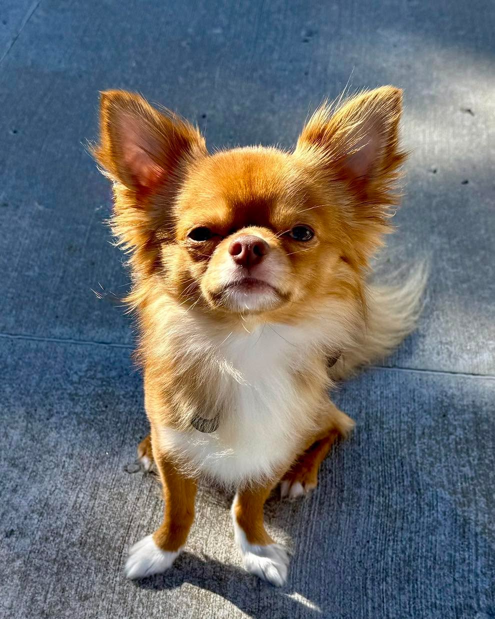 Tato!!! What a little smarty pants!  He is a confident pup&hellip;can you tell?

🐶❤️ 