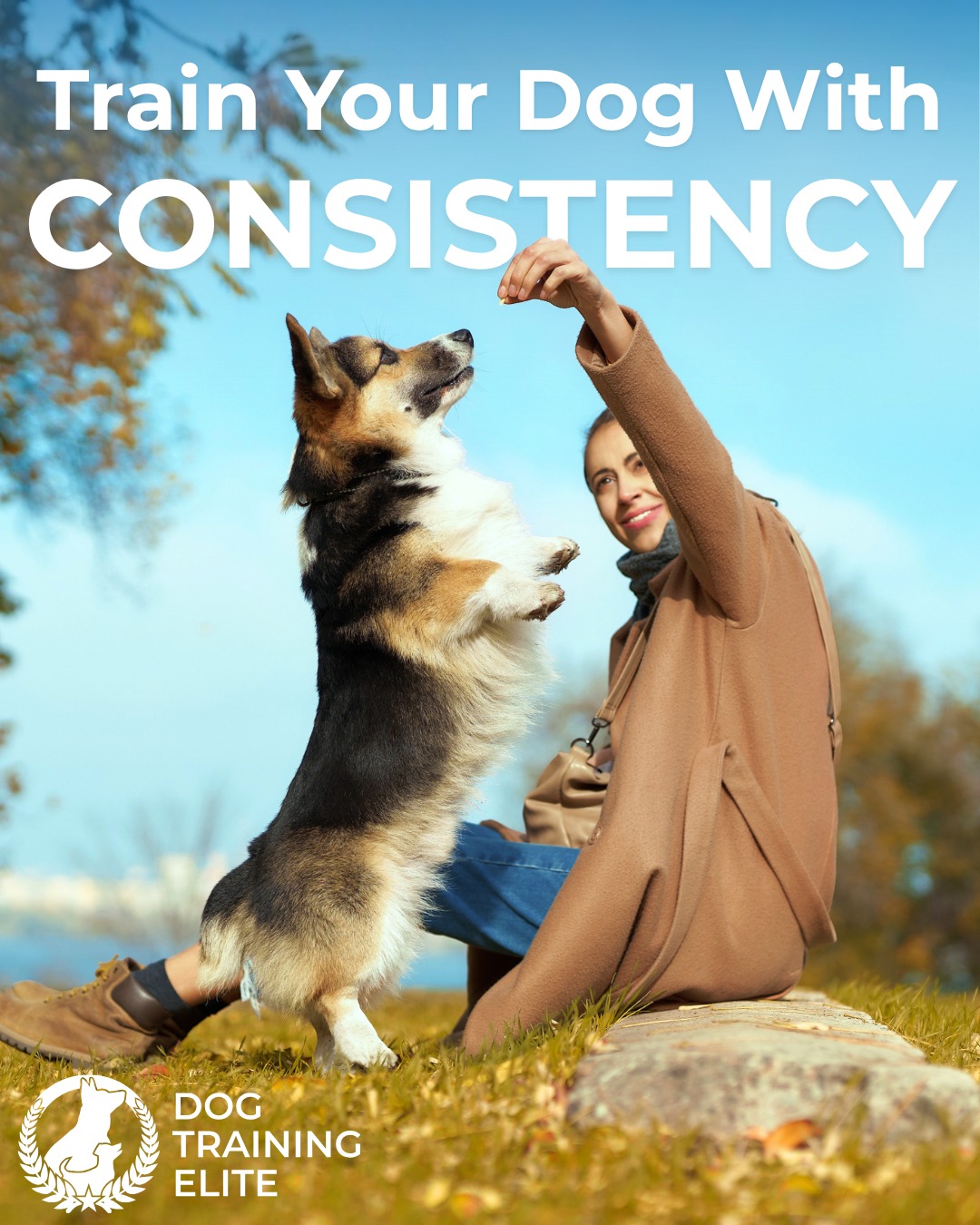 Consistency is one of the most important parts of successful dog training, but what does it actually mean?

🔵 Practice often to help your dog reinforce their skills.
🔵 Set clear rules and stick to them so your dog knows what's expected.
🔵 Use the same commands every time you ask your dog to perform a behavior.
🔵 Everyone in your family should use the same commands to avoid confusing your dog.

The more consistent you are, the more successful your training will be. At Dog Training Elite Northeast Ohio, we make it easy to build training into your everyday routine with personalized guidance and support.
Call 440-290-1500�� today for a free consultation!
