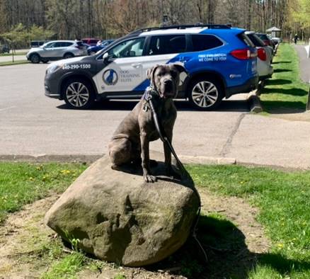 Take your dog&rsquo;s obedience outside and make it real. 🐕🌳 At Dog Training Elite Northeast Ohio Facility, we&rsquo;re balanced trainers, so your dog gets clear structure and still has fun learning.

We use high repetitions so your dog truly understands the commands, not just in the living room but around real distractions. You&rsquo;ll build reliable skills like COME, SIT, DOWN, HEEL, PLACE, OFF, and QUIET with a professional dog trainer who keeps it simple and consistent.

For families in Mayfield Village, Shaker Heights, Pepper Pike, Willoughby, Chagrin Falls, Euclid, Cleveland Heights, Chardon, and Solon, we offer day-camp style training at our facility and mobile sessions that come to you. 🦴🦮

If you need help with aggressive dog training or want to start service dog training, we&rsquo;ll map out a plan that fits your goals and your dog&rsquo;s personality. Reach out today to schedule an assessment and get started.