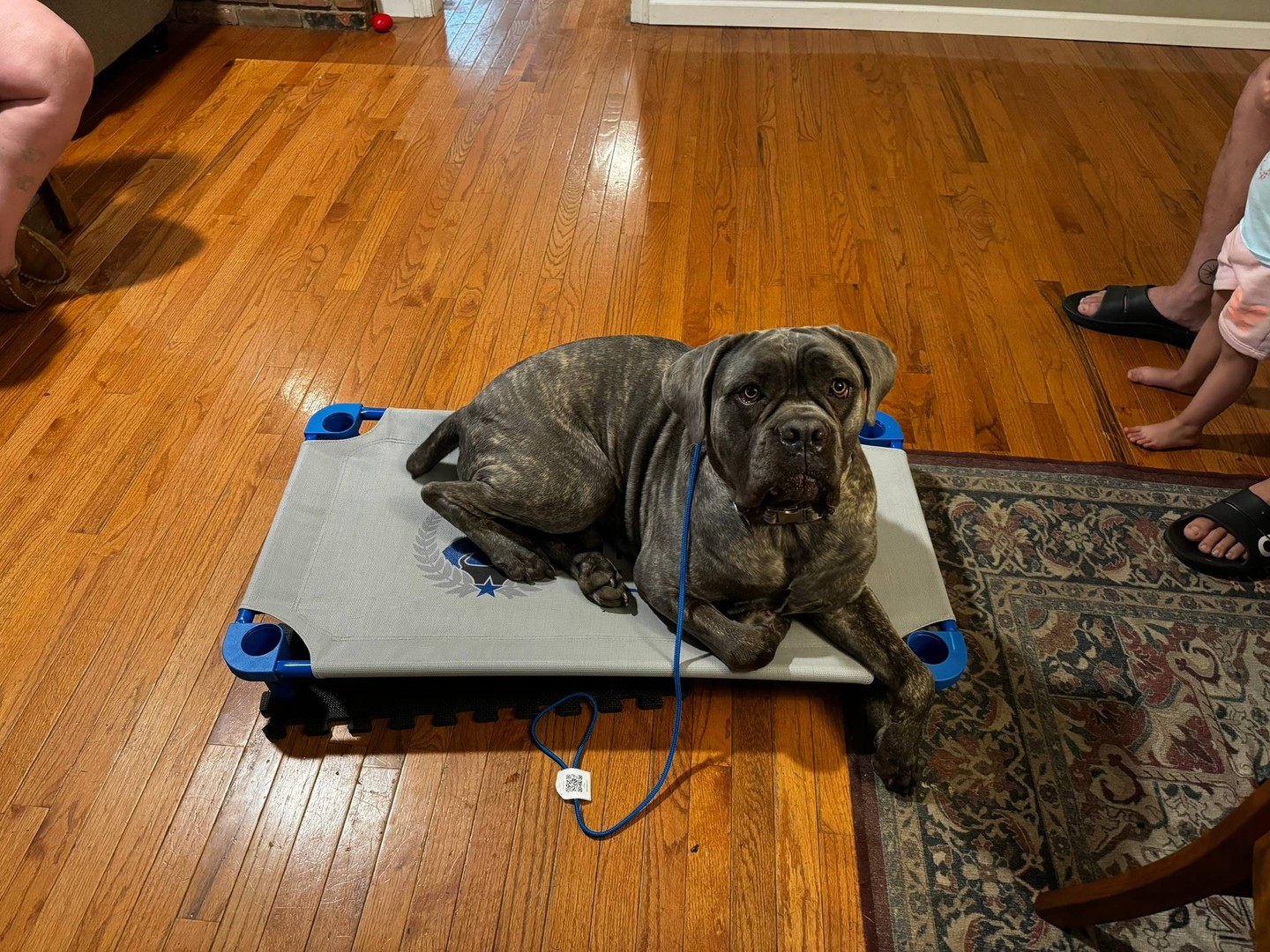 Big dog, calm energy, solid PLACE command. 🐾 That's what balanced training looks like.

This Cane Corso is practicing his PLACE command in a real home, staying relaxed while life happens around him. Our professional dog trainer team works with powerful breeds all across the Cleveland area and Northeast Ohio.

We're balanced trainers, which means structure and enjoyment go together. High repetitions help your dog truly understand each command, and sessions stay positive so your dog actually loves the work. 🎾

Commands we build into every program:
&bull; COME ✔
&bull; SIT ✔
&bull; DOWN ✔
&bull; HEEL ✔
&bull; PLACE ✔
&bull; OFF ✔
&bull; QUIET ✔

From everyday obedience to service dog training and aggressive dog training, we create a plan that fits your dog. Reach out today to schedule your free in-home assessment and start building that calm, confident behavior.
