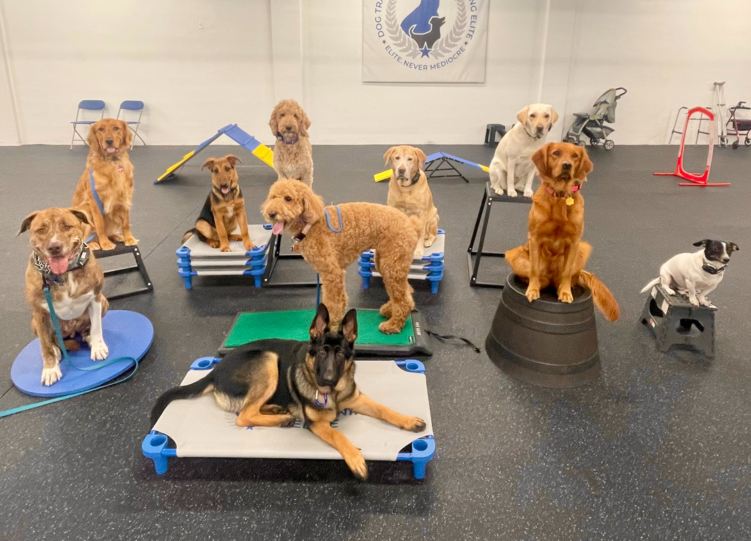 There's something special about watching a room full of dogs all working together. 🐕

Group classes at our Highland Rd facility give dogs the chance to practice around the best distraction of all: other dogs. With structure and plenty of enjoyment built into every session, our balanced training approach keeps tails wagging while real skills take hold.

Every class reinforces the core commands we teach: COME, SIT, DOWN, HEEL, PLACE, OFF, and QUIET. High repetitions mean your dog doesn't just follow a cue once, they understand it for life. 🦮

Whether you need basic obedience, aggressive dog training, or service dog training, a professional dog trainer on our team will build a plan that fits your goals. Families across Northeast Ohio see the difference group practice makes.

Ready to join us? Send a message to schedule your free assessment and find the right program for your dog. 🐾