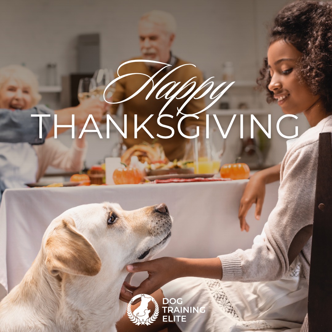 🦃 Happy Thanksgiving from Dog Training Elite Northeast Ohio 🐶

This season, we're reflecting on how grateful we are for the amazing dogs and families we get to work with every day. Thank you for allowing us to be part of your dog's training!

