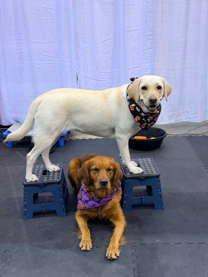 Some dogs are made for more than backyard fetch. 🐕

At Dog Training Elite Northeast Ohio, we train therapy dogs that bring comfort to senior centers, schools, preschools, and libraries, as well as service dogs for PTSD and psychological support. Families in Solon and the surrounding East Side suburbs work with a professional dog trainer who builds calm, steady temperaments through a balanced approach that pairs structure with genuine enjoyment.

Every dog starts with the same foundation: COME, SIT, DOWN, HEEL, PLACE, OFF, and QUIET. High repetitions make sure those commands stick, whether your dog is walking a school hallway or staying relaxed on a PLACE while kids read nearby. From there, we layer in specialized service dog training or aggressive or anxious dog training plans tailored to your dog's needs.

Minnie & Rosie are practicing their platform skills, and honestly, they make it look easy. ✨

Ready to find out what your dog is capable of? Call or message us to schedule your free in-home assessment and we'll map out the right path together. 🐾