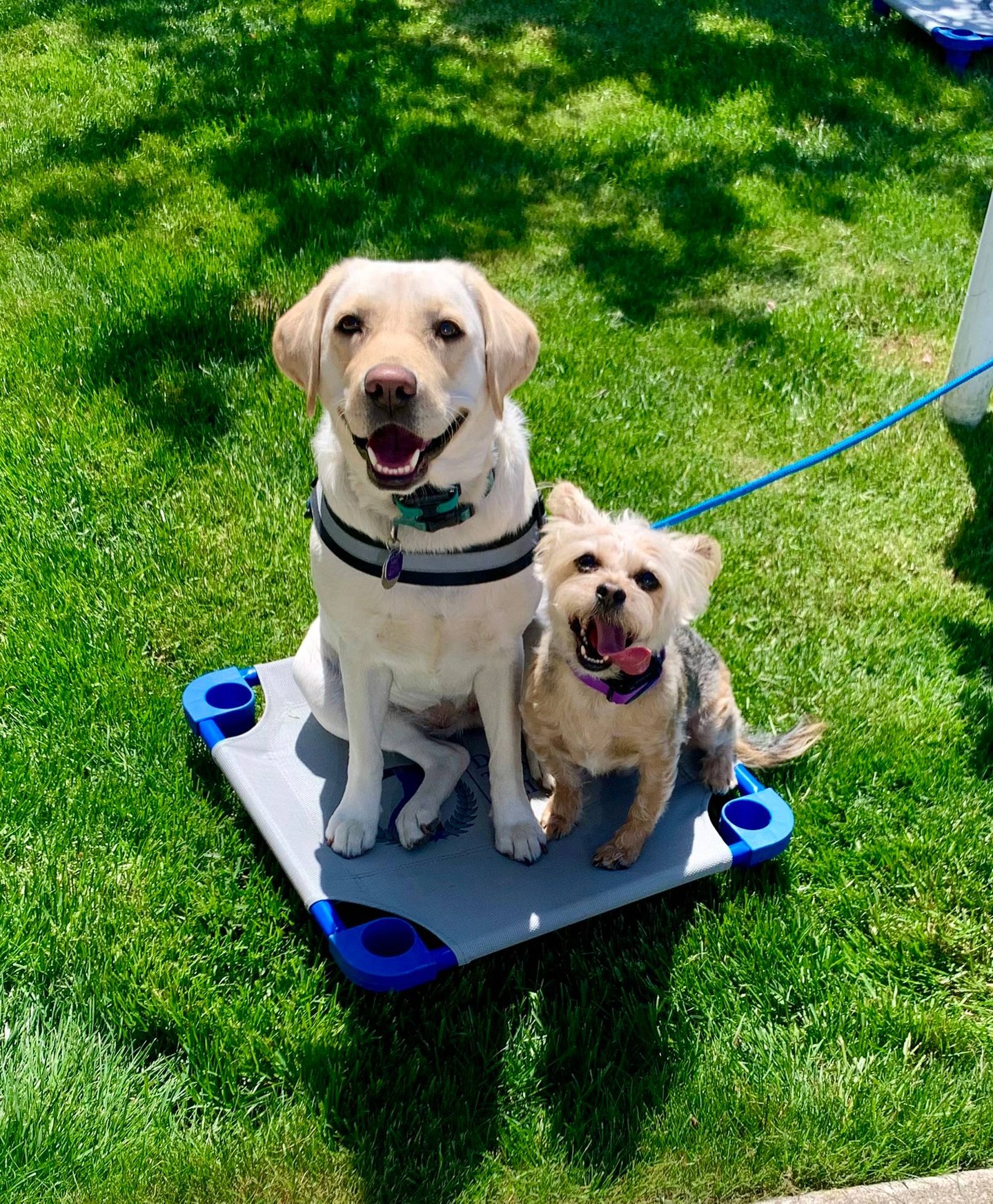 Training works best when your dog actually enjoys it. 🐕

At Dog Training Elite Northeast Ohio Facility, we're balanced trainers, which means we pair clear structure with plenty of fun and rewards. Your dog learns with confidence instead of stress, and the results stick long after the session ends.

Our indoor facility gives dogs of every breed a great place to learn, but we also bring training to you with in-home sessions when that fits your life better. Whether you need help with a rowdy puppy, aggressive dog training, or specialized service dog training, a professional dog trainer on our team will build a plan around your goals.

Every program starts with the core commands:
&bull; COME
&bull; SIT
&bull; DOWN
&bull; HEEL
&bull; PLACE
&bull; OFF
&bull; QUIET

Serving dogs and families across the eastern Cleveland suburbs, from Solon to Chagrin Falls and beyond. Reach out today to book your free assessment and get started. 🐾