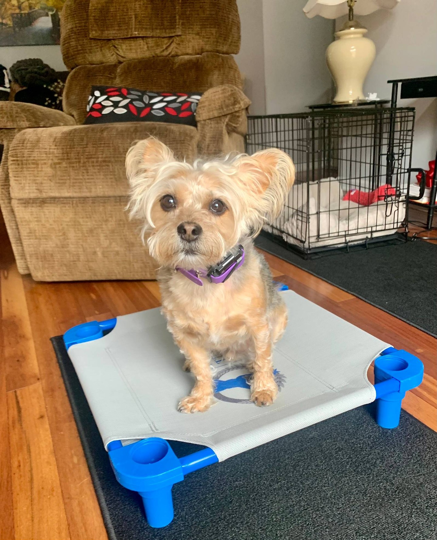 That focused look on the training platform is exactly what we love to see. 🐶

At Dog Training Elite Northeast Ohio Facility, the raised platform is a favorite tool for teaching PLACE, one of the core commands we build into every program. It gives your dog a clear job and a calm spot to settle, even right in the middle of a busy living room. Families all across Northeast Ohio tell us this one skill changes daily life at home.

Our professional dog trainer team uses high repetitions with a balanced approach, so structure and enjoyment work together. Your dog learns COME, SIT, DOWN, HEEL, PLACE, OFF, and QUIET in a way that actually sticks, whether we train at our facility or come to you with our mobile training programs.

&bull; Small dogs, big dogs, puppies, and seniors all welcome
&bull; Service dog training and aggressive dog training available
&bull; Plans built around your dog and your home 🐾

Reach out today to schedule your free in-home assessment and give your dog a place to shine.