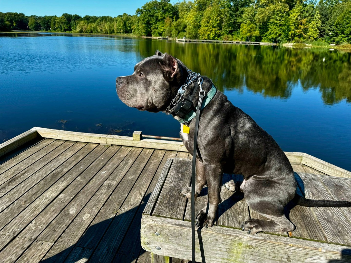Summer is the best time to build a steady, confident dog around kids and everyday distractions. 🐾

At Dog Training Elite Northeast Ohio, we help families in Mayfield Village, Shaker Heights, Pepper Pike, Willoughby, Solon, and nearby areas with clear, calm training that carries over into real life. We&rsquo;re a professional dog trainer team that uses lots of repetitions so your dog truly understands what to do, not just in the moment. 👍

We also offer service dog training for PTSD and psychological support, plus reactive dog training for dogs that bark, lunge, or guard. Our day-camp style training and mobile sessions can fit busy schedules.

Core commands we teach every dog:
&bull; COME, SIT, DOWN
&bull; HEEL, PLACE
&bull; OFF, QUIET 🦮

Reach out today to set up an evaluation and talk through the best plan for your dog.