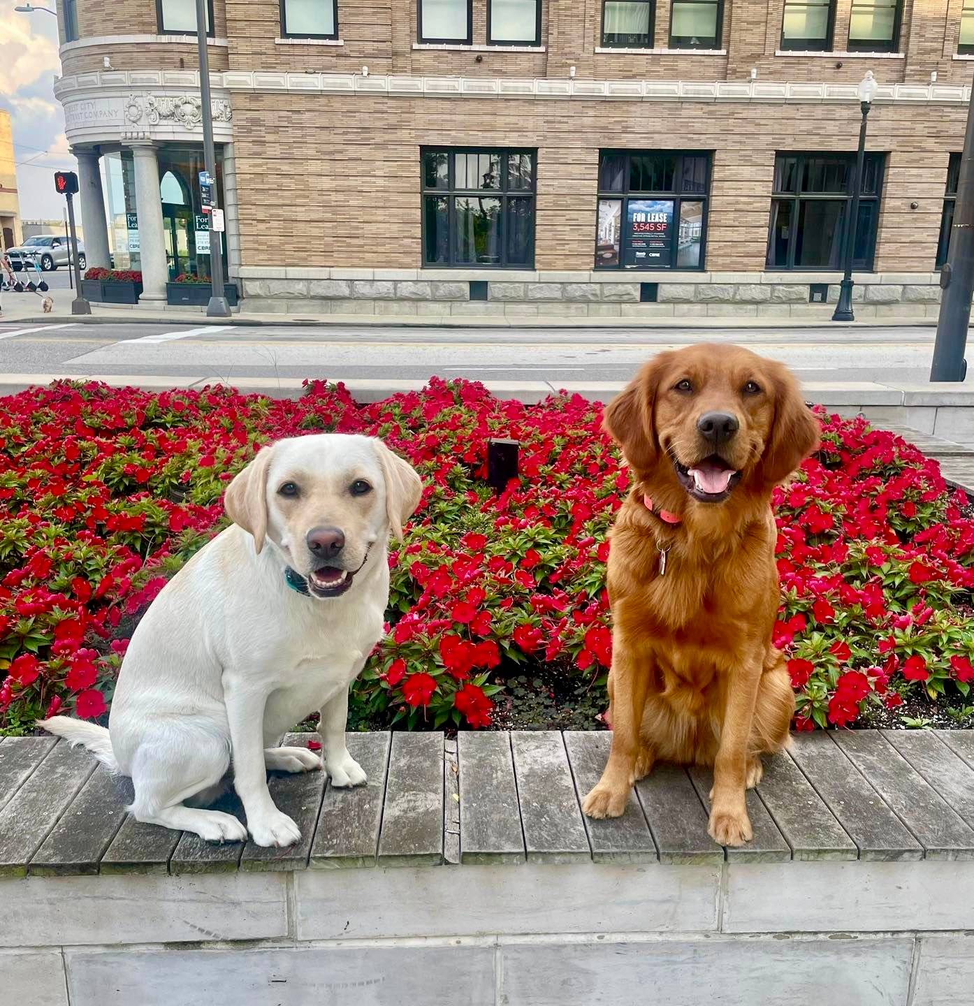 City distractions are where obedience really shows. 🐾

At Dog Training Elite Northeast Ohio, we help dogs stay calm and connected to you around busy sidewalks, parks, and neighborhood routines across Mayfield Village, Shaker Heights, Pepper Pike, Willoughby, Chagrin Falls, Euclid, Cleveland Heights, Chardon, and Solon. Our balanced training blends clear structure with fun, so your dog learns fast and enjoys the work.

We use high repetitions so cues become second nature:
&bull; COME, SIT, DOWN, HEEL, PLACE, OFF, QUIET ✔
&bull; Day-camp style programs at our facility in Highland Height, plus mobile options that come to you 🚗

If you need a professional dog trainer for aggressive dog training or service dog training, we&rsquo;ll build a plan that fits your dog and your life. Reach out to schedule an assessment and get started.