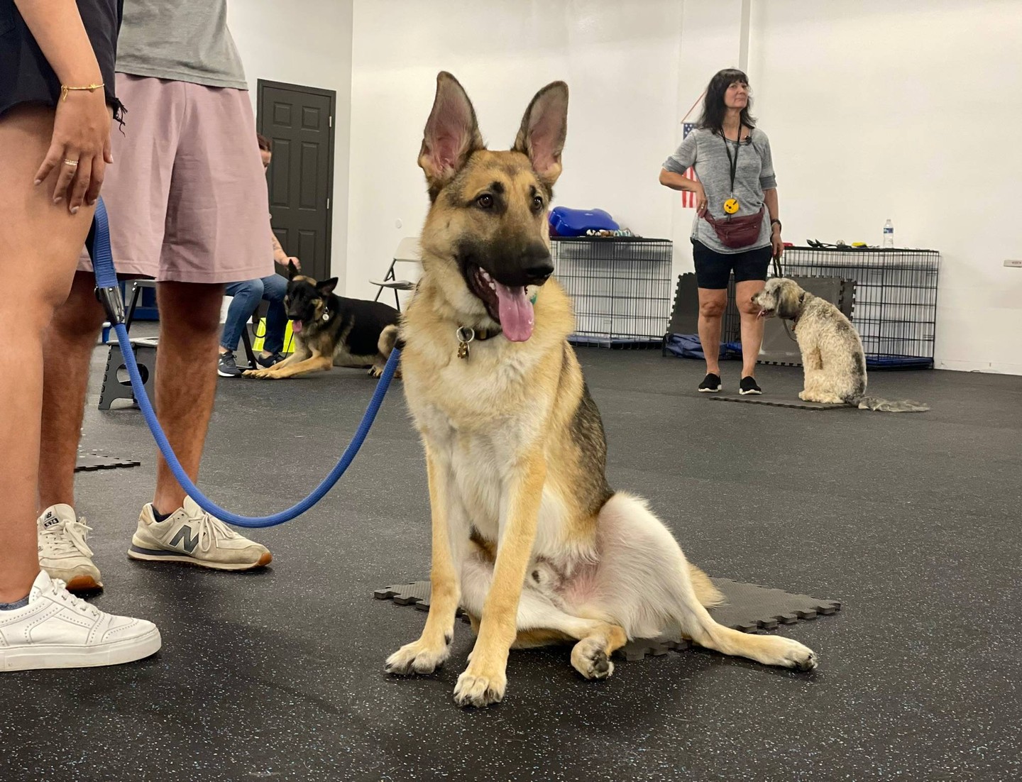 Calm focus in a busy room is a real skill. 🐾

At Dog Training Elite Northeast Ohio Facility, we run structured group-style sessions that keep training clear and still enjoyable. As a professional dog trainer serving Mayfield Village, Shaker Heights, Pepper Pike, Willoughby, Chagrin Falls, Euclid, Cleveland Heights, Chardon, and Solon, we use lots of repetitions so your dog truly understands what to do, even around distractions.

We teach the core commands every dog needs: COME, SIT, DOWN, HEEL, PLACE, OFF, and QUIET. 🦮

Need more support? We also offer service dog training for PTSD and psychological support, plus aggressive dog training plans that start with control and confidence, then build safe real-life skills. 🐕&zwj;🦺

Ready to start training that works at home and out in public? Reach out to schedule an assessment and we&rsquo;ll build a plan for your dog. ✅