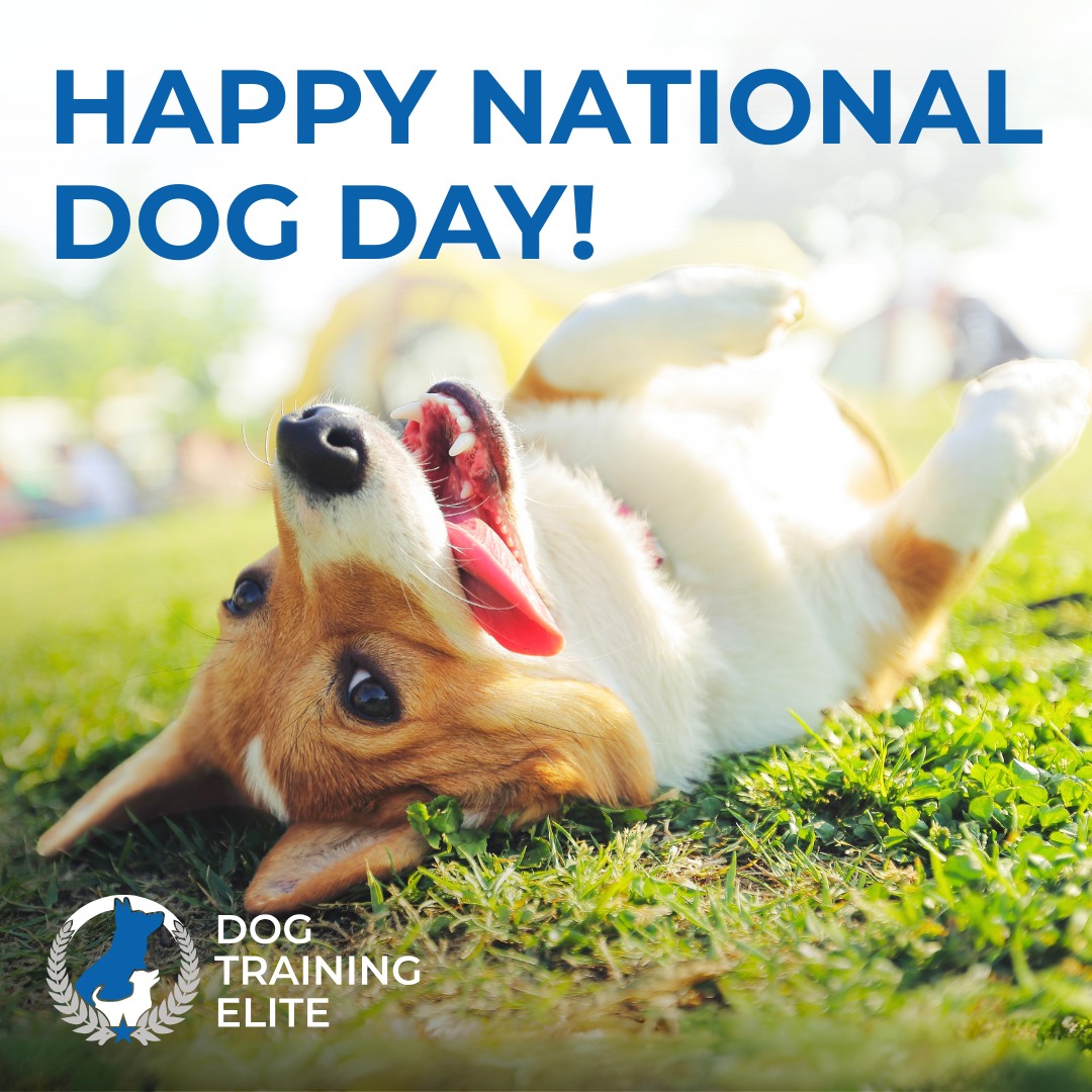 🐾 Happy National Dog Day! 🐶💙

On August 26th, we celebrate the love, loyalty, and companionship dogs bring into our lives. 
Want to show your dog some appreciation? Start with consistent training! 

Training brings out the best in dogs, making life together more enjoyable. At Dog Training Elite of Northern Michigan, we give families the tools to raise obedient, respectful dogs. Our training methods help dogs to thrive at home, in public, and everywhere in between.

Call 231-508-3029 today to schedule your free consultation.

